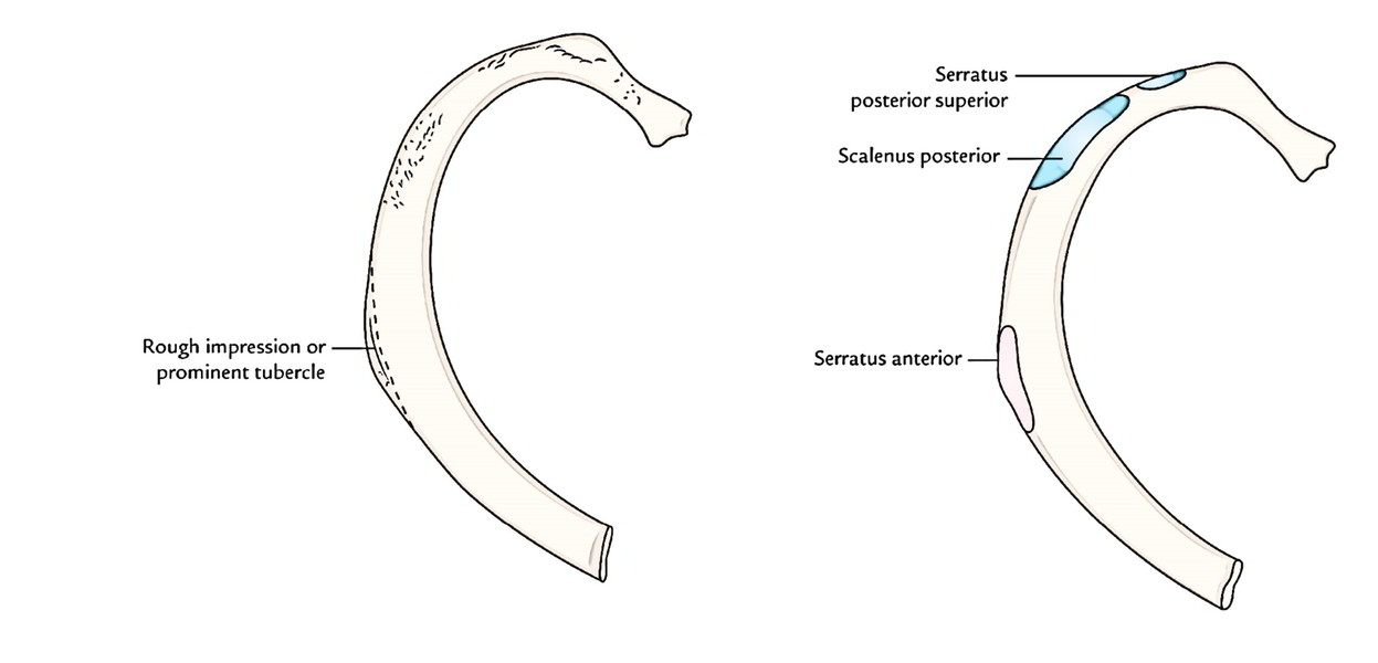 The Ribs Number, Typical, Atypical Ribs, Ossification and Clinical