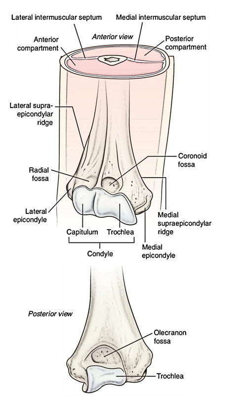 Humerus