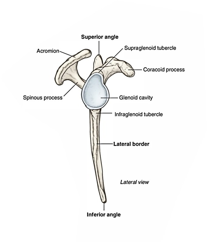 Scapula Anatomy, Surfaces, Borders, Processes, Ossification and