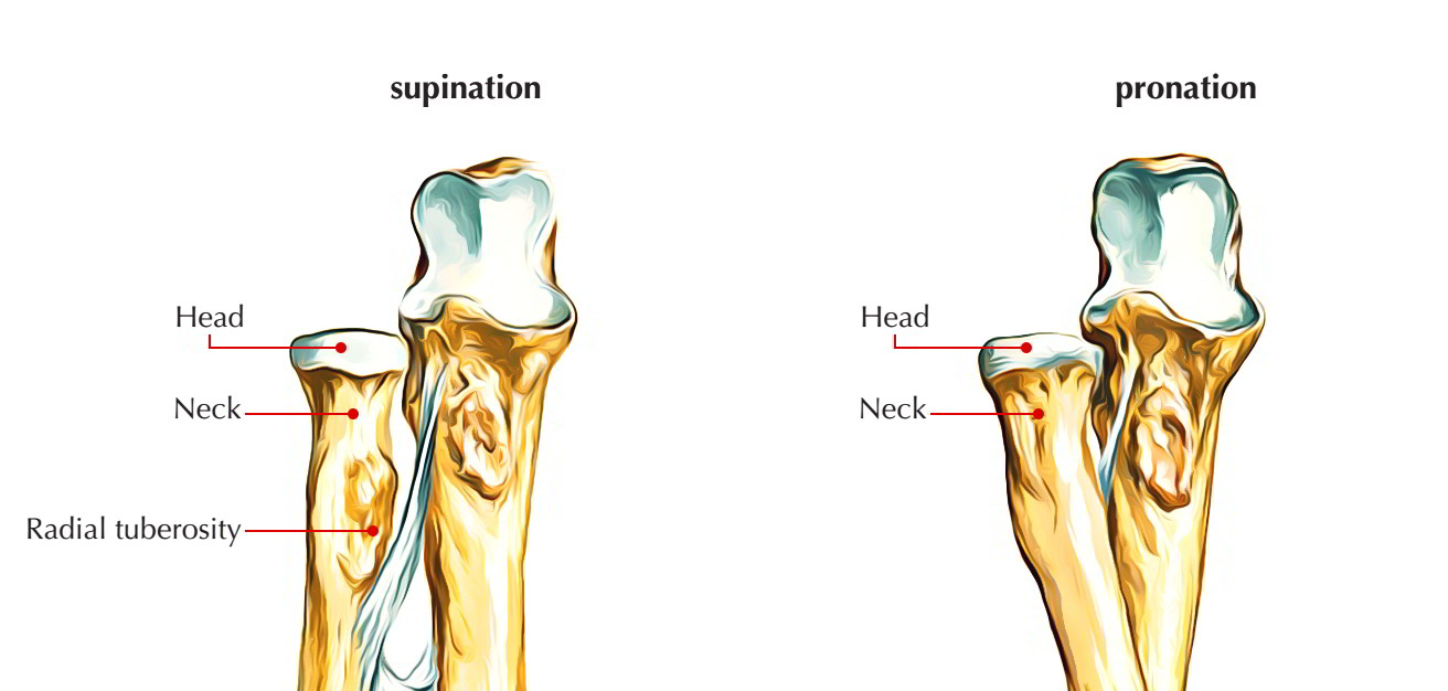 Radius (Bone) - Anatomy, Attachments, Ossification and Clinical