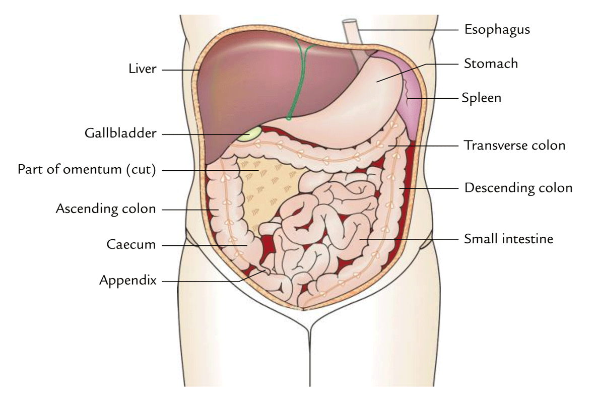 Nine Regions Of The Abdominal Cavity Ovulation Symptoms