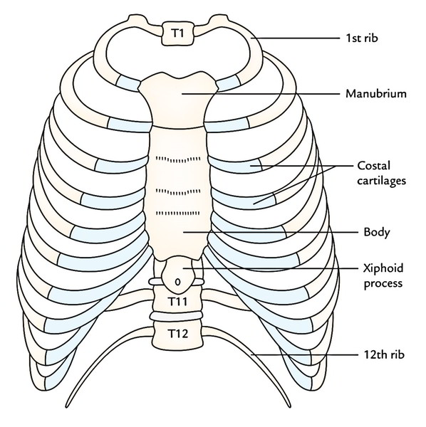 Thoracic Cage