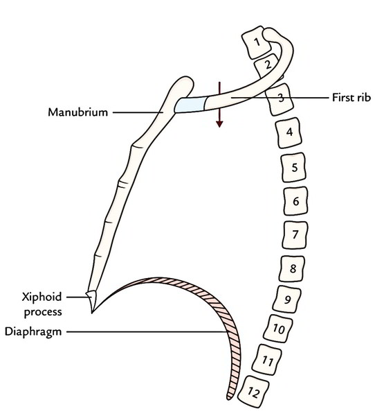 Easy 3 Mins Notes On 【Superior Thoracic Aperture Thoracic Inlet】