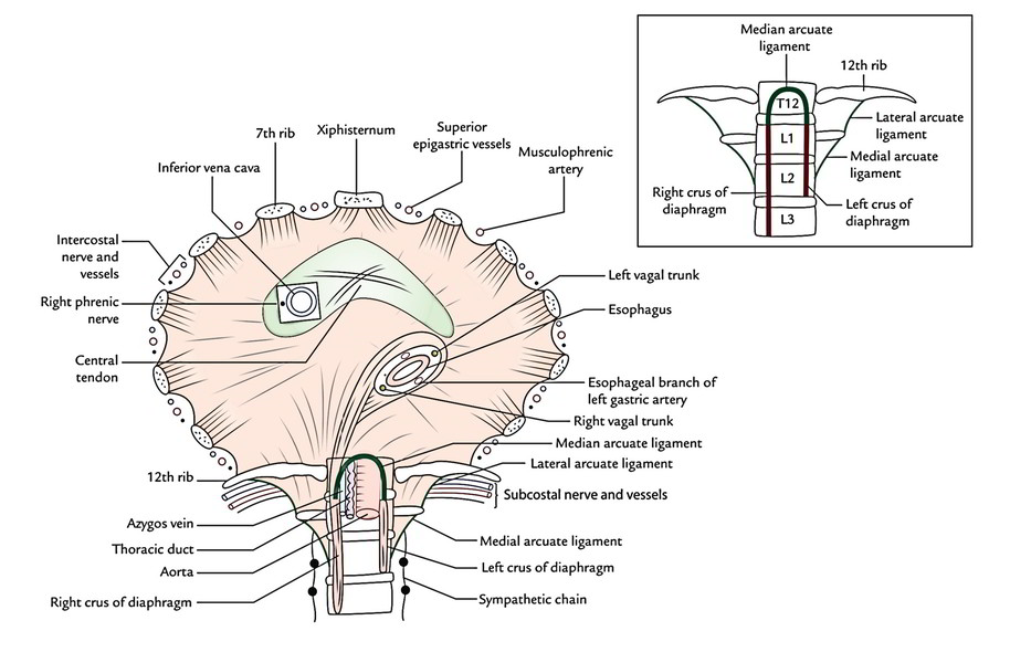 Inferior Thoracic aperture