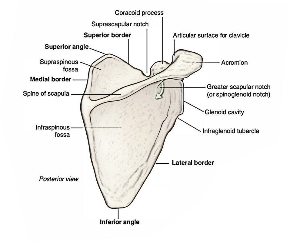 Scapula - Parts, Anatomical Position, Features and Attachments