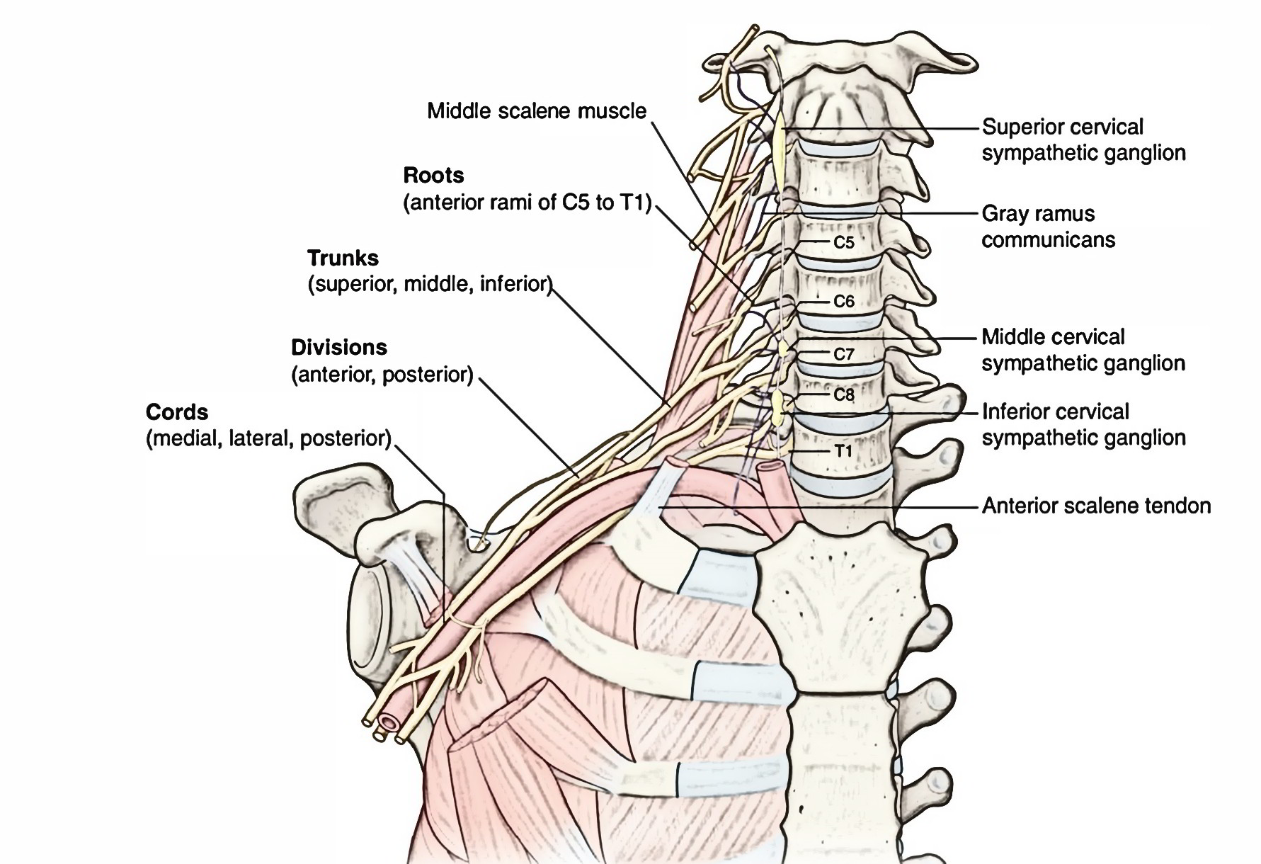Brachial Plexus Anatomy, Components, Branches, Trunks And Cords