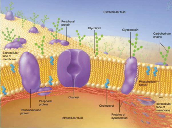 glucose transporter structure Cell Structure Membrane – Membrane) and (Plasma Function glucose transporter structure Cell Structure Membrane – Membrane) and (Plasma Function