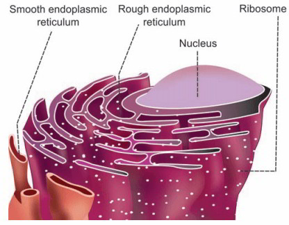 Image result for endoplasmic reticulum