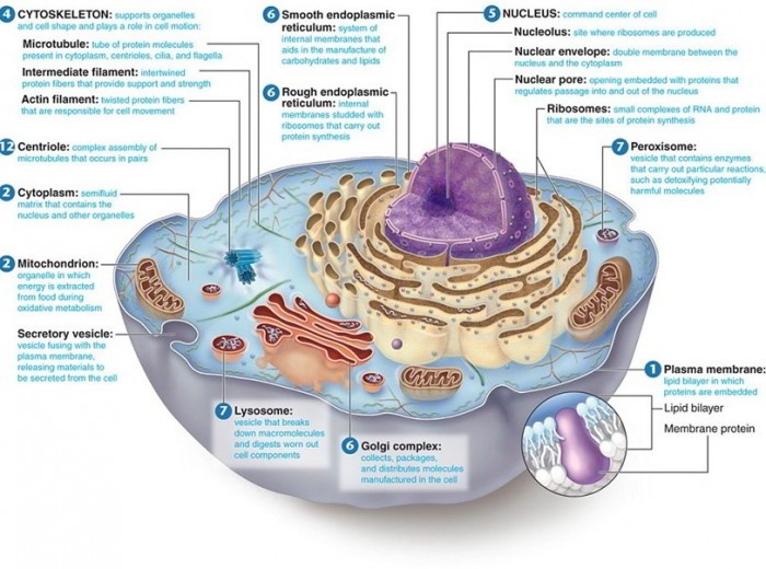 Structure Of Cell Membrane Cytoplasm And Organelles Earth s Lab Structure Of Cell Membrane Cytoplasm And Organelles Earth s Lab