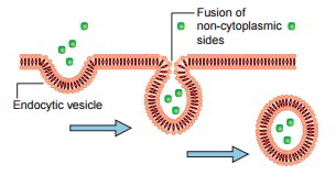Vesicular Transport Endocytosis And Exocytosis Earth S Lab Vesicular Transport Endocytosis And Exocytosis Earth S Lab