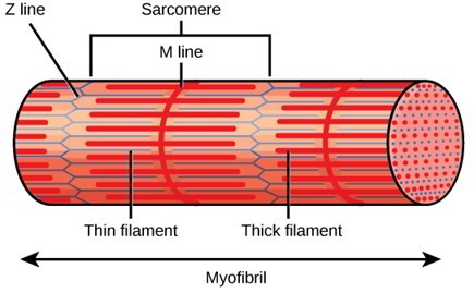 Skeletal Muscle Drawings for Sale  Fine Art America