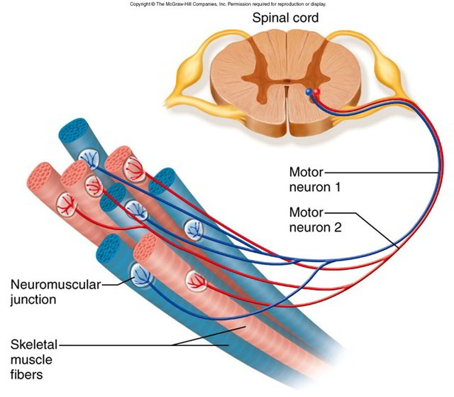 Structure of Skeletal Muscle – Earth's Lab