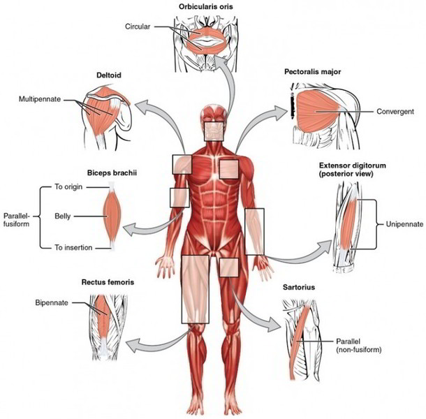 Major Skeletal Muscles - Earth's Lab