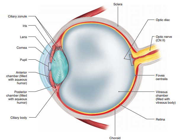 33 Label The Posterior Structures Of The Eye As They Would Be Viewed