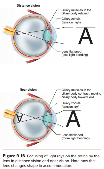 The Structure of the Eye and the Functions of these Accessory