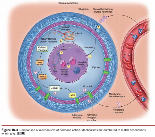 Mechanisms of Hormone Action And Control of Hormone Production – Earth's Lab