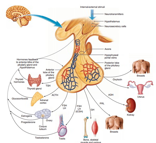 anatomy and physiology brain Flashcards and Study Sets