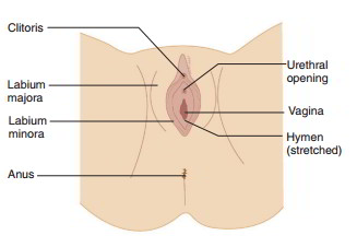 Female external genitalia diagram