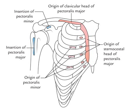 pectoral region