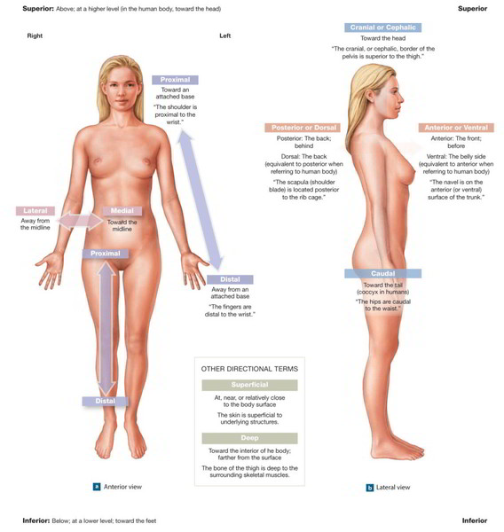 Directional Terms for Anatomical Position