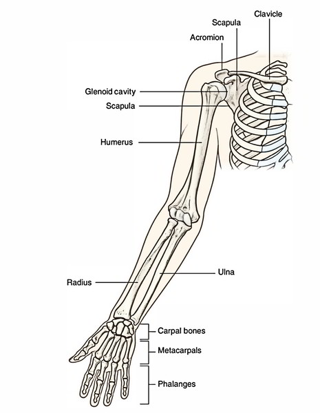 Body Anatomy: Upper Extremity Bones