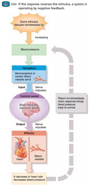 Blood Pressure Homeostasis Flow Chart