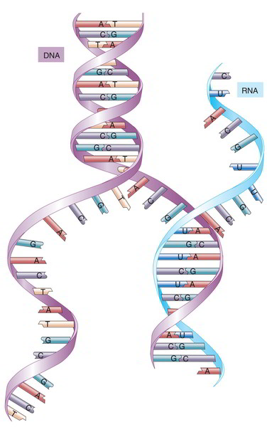 Rna Structure Function Synthesis Types And Interference Earth S Lab Rna Structure Function Synthesis Types And Interference Earth S Lab