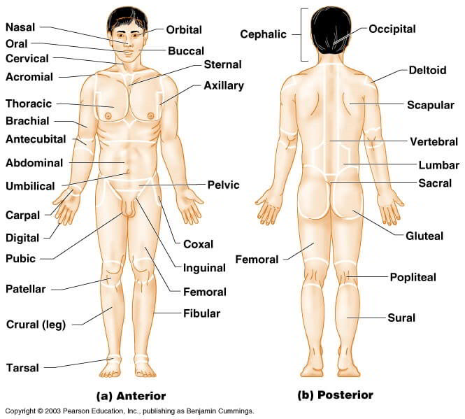 Directional Terms For Anatomical Position And Major Body Regions Earth S Lab