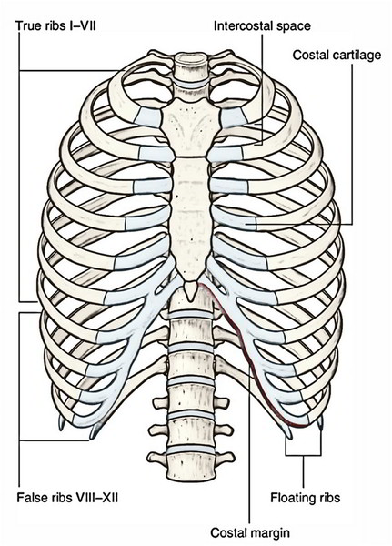 The Ribs – Number, Typical, Atypical Ribs, Ossification and Clinical ...