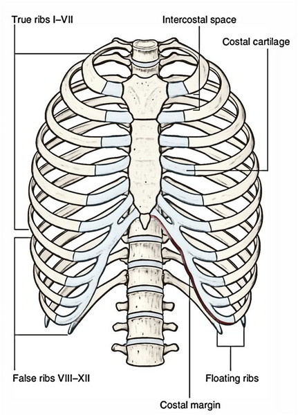 Chart For Ribs