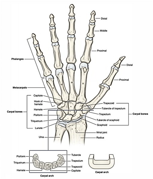 Bones of the Hand – Carpals, Metacarpals and Phalanges | Earth's Lab
