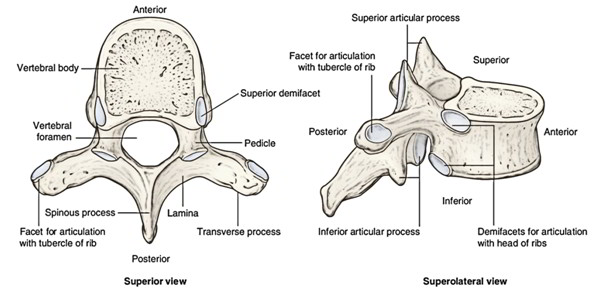 Typical Cervical Vertebrae Drawing Rwanda 24