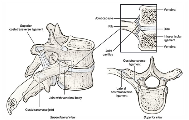 Articulatiile toracelui - costovertebrale : Coloana vertebrala