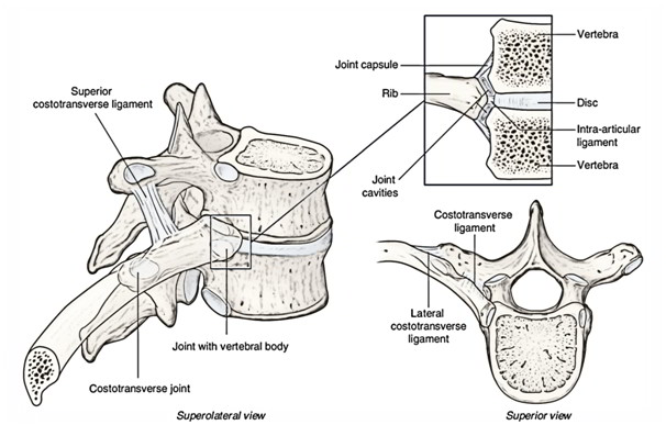 articulatia costovertebrala)