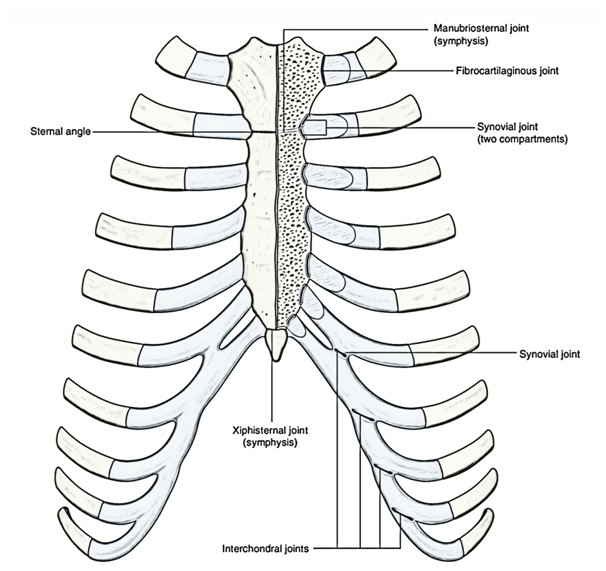 Easy Notes On 【Costochondral and Chondrosternal Joints】