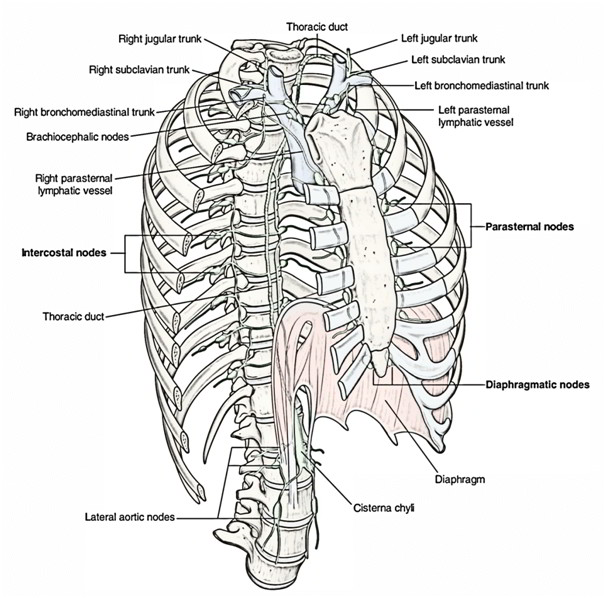 Lymphatic Drainage Flow Chart