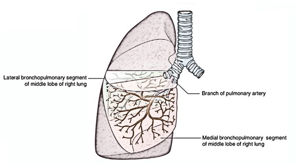 Bronchopulmonary segments: Anatomy and clinical aspects