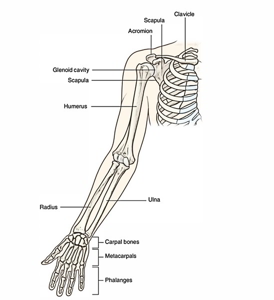 Ulna Anatomy, Parts, Connections, Ossification and Clinical