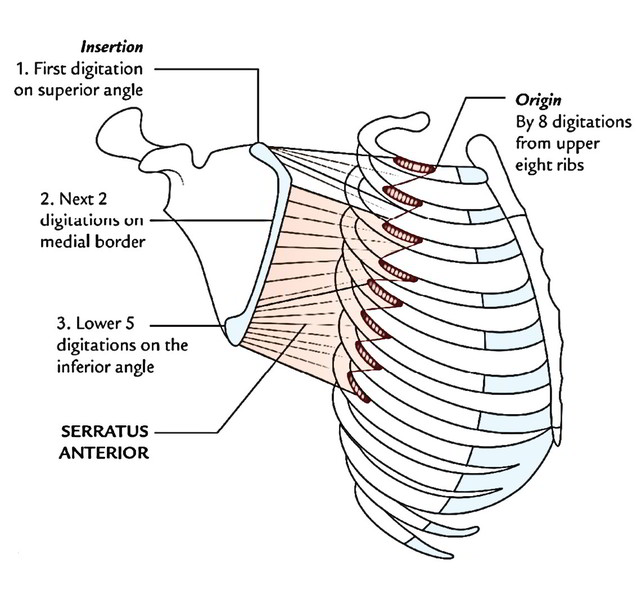 pectoral region