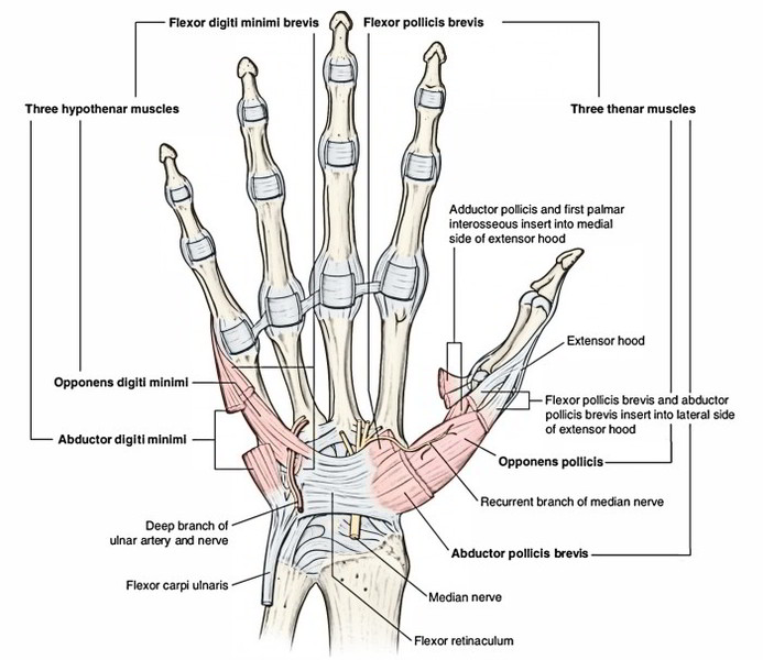 Intrinsic Muscles Of The Hand Earth s Lab