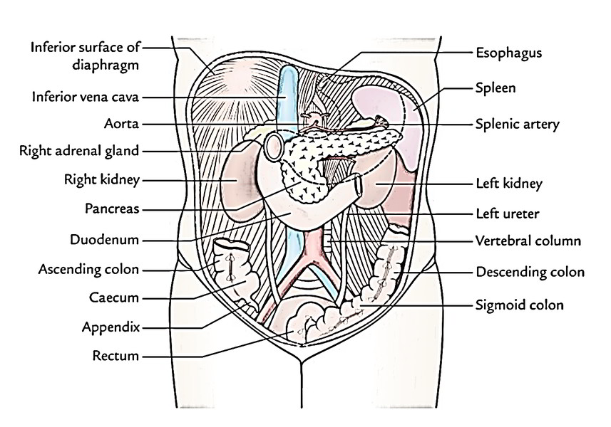 Строение брюшной полости у женщин