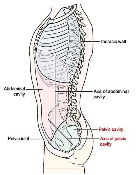 Pelvic Cavity – Earth's Lab