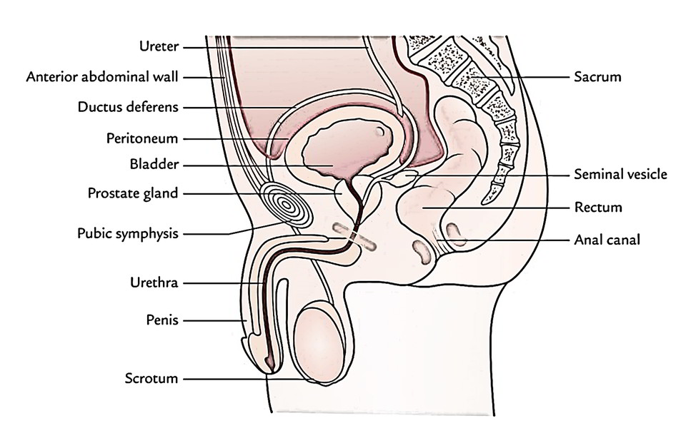 Pelvic Cavity – Earth's Lab