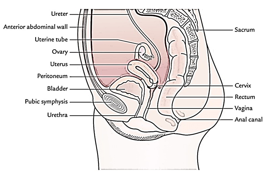 Pelvic Cavity – Earth's Lab