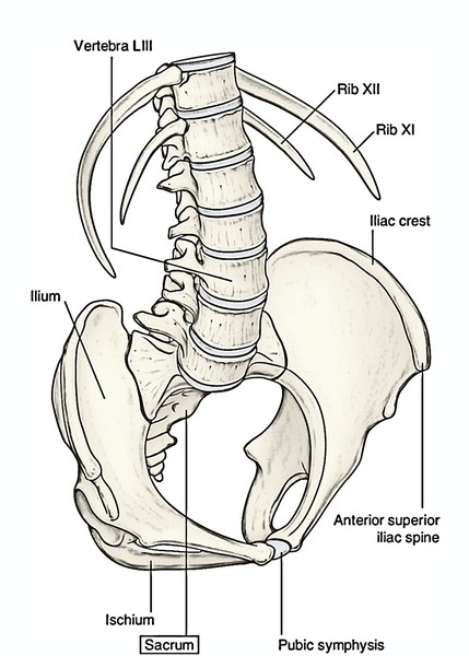 Sacrum