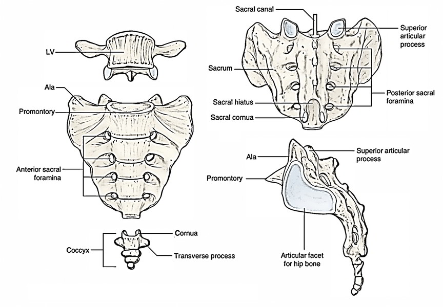 Sacrum: Features