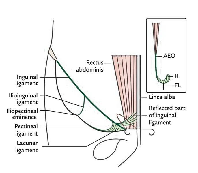 Groin Female Anatomy