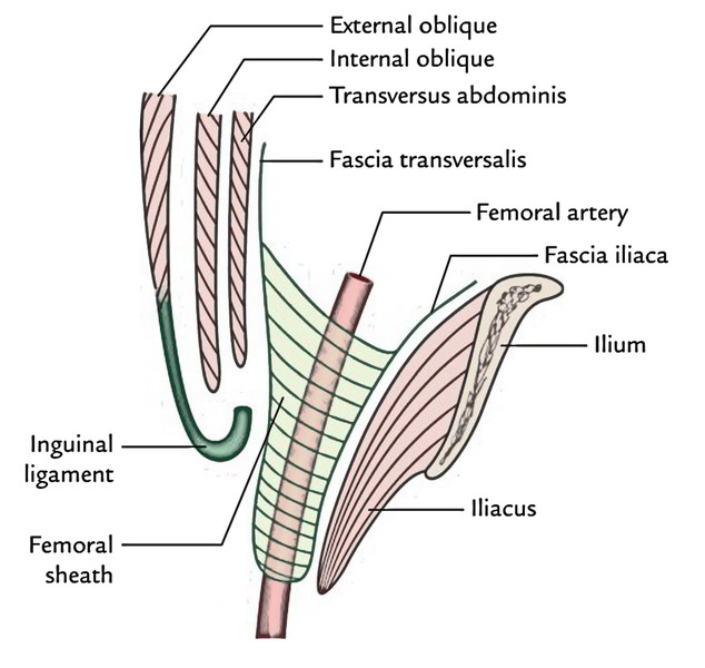 Femoral Sheath