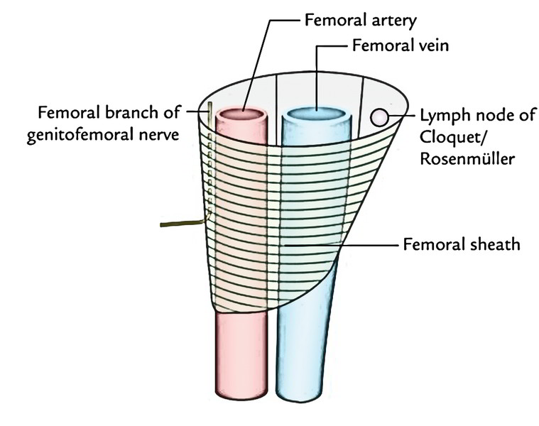 Femoral Sheath - Anatomy