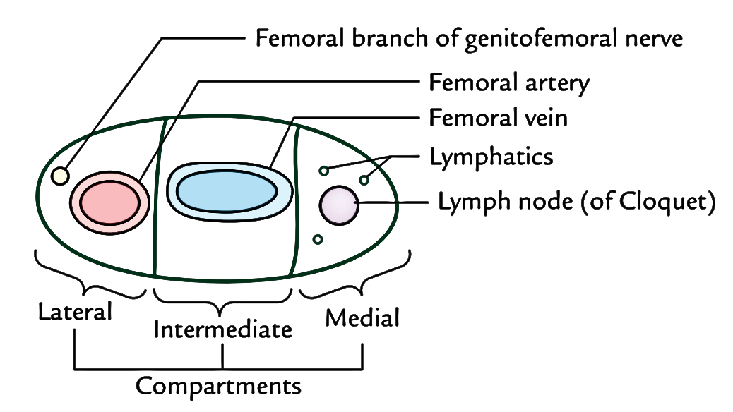 Femoral Sheath - Compartments 
